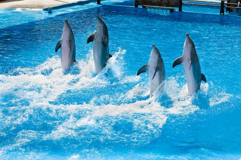 KLAIPĒDA: DELFINĀRIJS UN JŪRAS MUZEJS